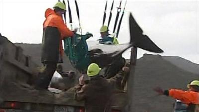 Whale loaded onto truck