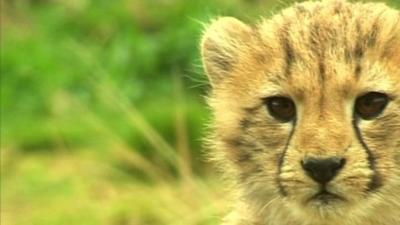 Cheetah cub