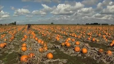 Pumpkin field