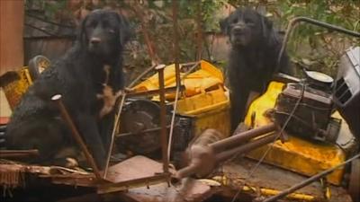Dogs sit on pile of rubble