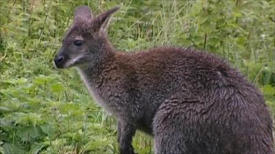 Wallaby