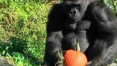 Gorilla with pumpkin