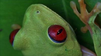 A frog on a leaf