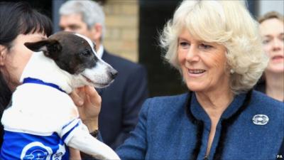 The Duchess of Cornwall with a Jack Russell terrier at Battersea Dogs and Cats Home