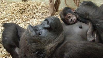 Baby gorilla with his mother Mjukuu