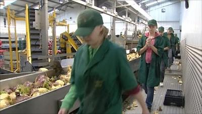 Migrant workers at a farm