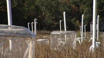 Salt marsh experiment