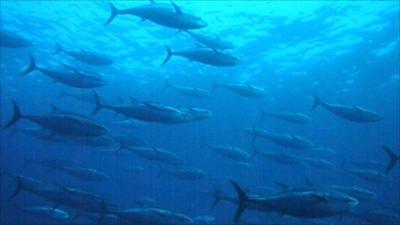 Bluefin tuna