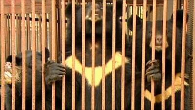 Caged moon bears