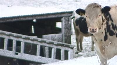 Cows on the North York Moors