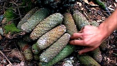 A pile of pine cones