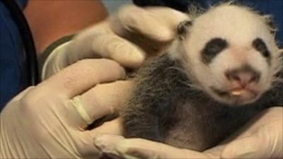 Giant panda cub