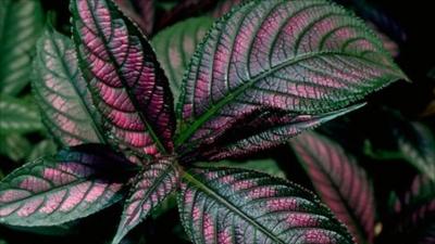 Persian Shield (Strobilanthes dyeriana)