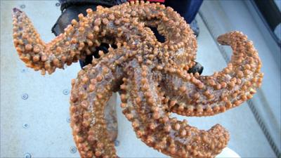 Spiny starfish