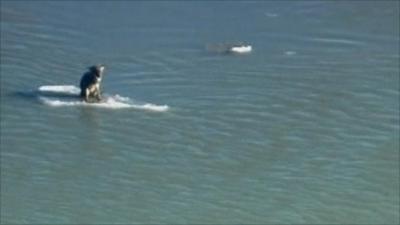 Coyote on the ice float