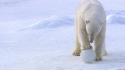 Polar bear playing with Snowball Cam