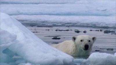 Polar bear hiding behind ice
