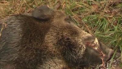 A dead wild boar