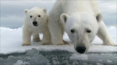 Polar bear with cub