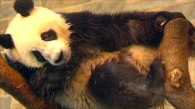 Panda at Adelaide Zoo