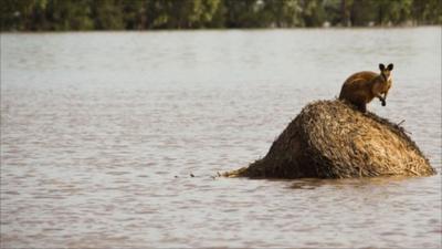 Wallaby stranded by floods in Queensland, Australia