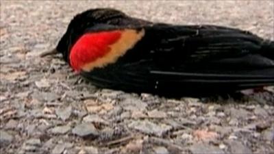 Red-winged blackbird