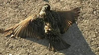 Dead starling on roadside