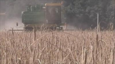 Wheat being harvested