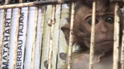 Endangered monkey in a cage