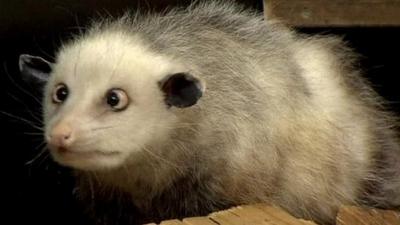 Cross-eyed opossum