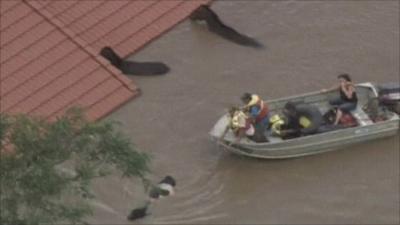 Rescuers trying to lead horses and cattle to safety