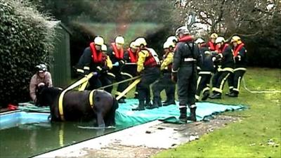 Horse rescue