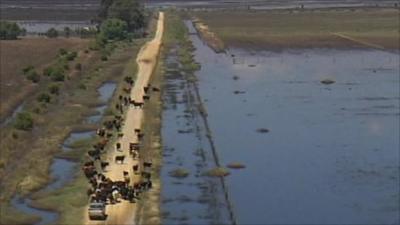 Livestock has been taken to dry ground