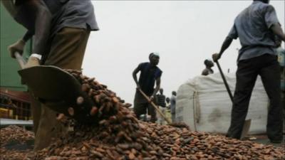 Men working with cocoa beans