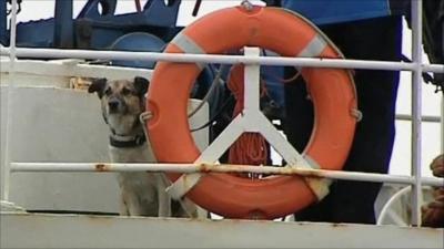 Baltic the dog on a ship