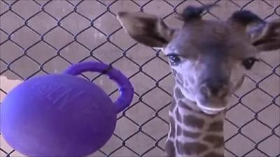 Daniel, baby giraffe at Santa Barbara zoo