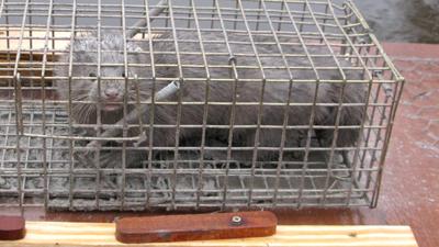 American mink in cage