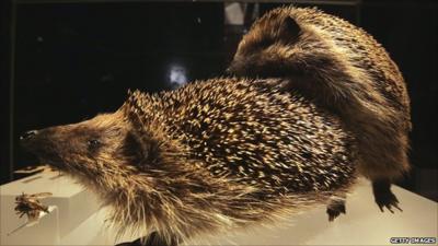 Hedgehogs mating