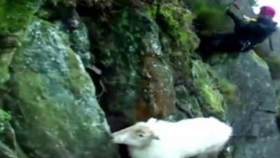 Sheep and rescue worker on side of cliff