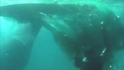 Whale's tail trapped in fishing net
