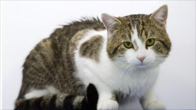 Larry the new Downing Street cat