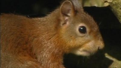 Red squirrel