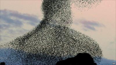 Starling flock