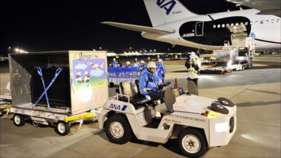 The pandas arriving in Japan