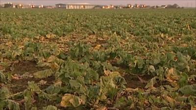 A field of cauliflowers