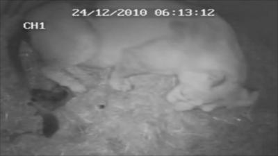 CCTV of a lion cub being born