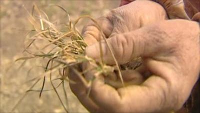 Hands holding dry grass