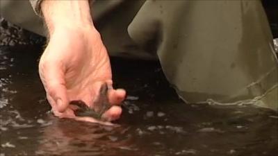 Baby trout being released into the River Rede