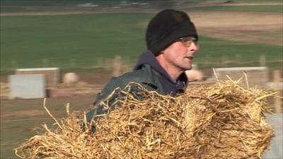 Camerin Naughton carries hay