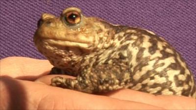 Common toad